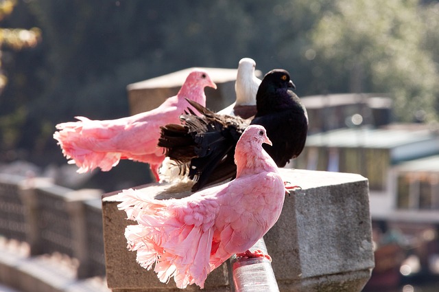 涯将更加辉 涯将更加辉